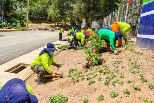 Inicia plantación de áreas verdes en Malecón Huallaga