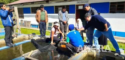 Pondrán en operatividad el Centro de Producción de Truchas de Molinos