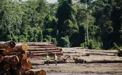 Condenan a representante de maderera por falsificación y deforestación en Leoncio Prado