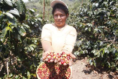 Firman autógrafa de ley que fortalece cadenas productivas de café