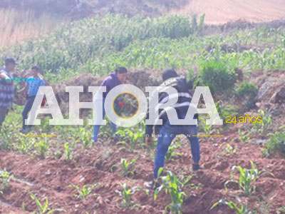 Erradican cerca de 20 mil plantas de marihuana