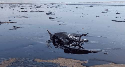 Serfor multa a Repsol con S/7.2 millones por la muerte de fauna silvestre tras derrame de petróleo en Ventanilla