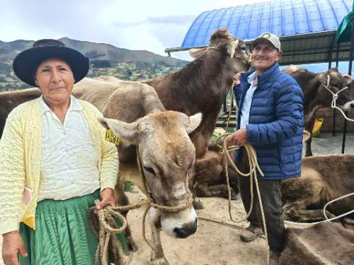 Distribución de 380 cabezas de ganado vacuno en seis provincias de Huánuco