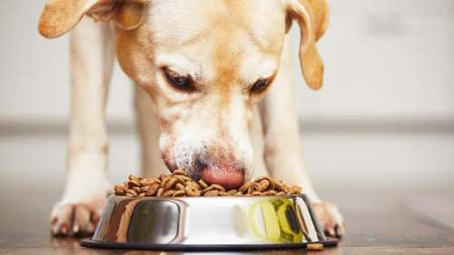 Mascotas: ¿Elevar su comedero es bueno? Un estudio te dice