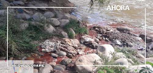 Contaminación en el río Huallaga por posibles “fallas” en Planta de Tratamiento de Camal Municipal