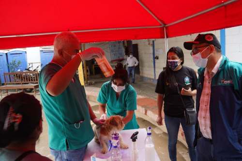 Servicios gratuitos en Consultorio Veterinario Municipal