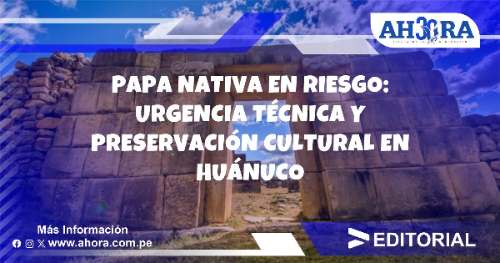 Papa nativa en riesgo: Urgencia técnica y preservación cultural en Huánuco