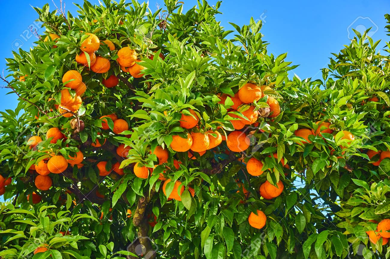 La mandarina es una fruta beneficiosa para la piel y la salud