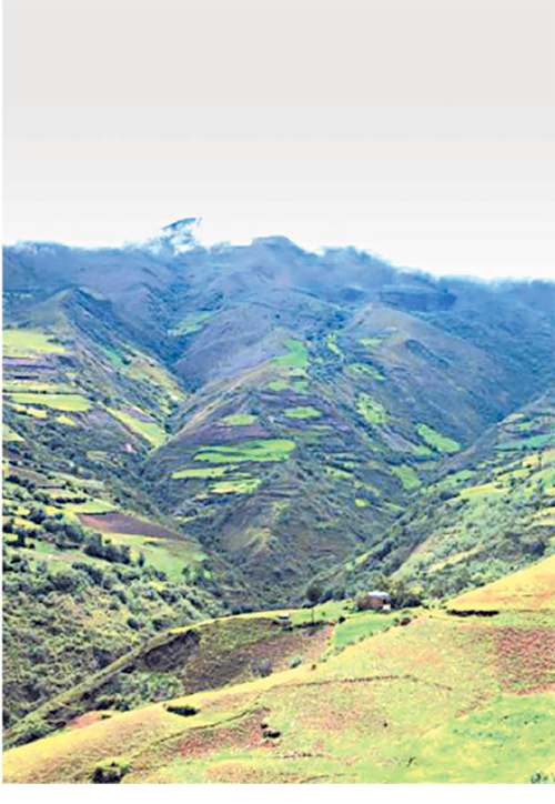 Con árbol de la Quina, reforestarán cerros de tres distritos de Huánuco