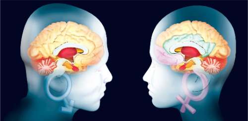 Salud Sexual || Origen del cerebro sexual