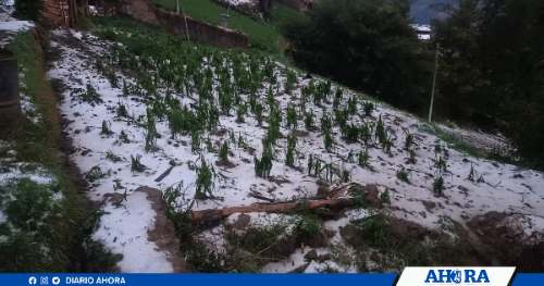 Lluvia con granizada destruyó sembríos en Pachas y Sillapata