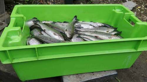 Programa “A Comer Pescado” anuncia venta de 11 toneladas de pescado