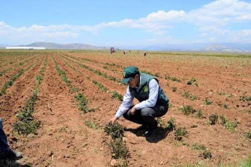 Implementarán seguro agrícola para proteger 1.5 millones de hectáreas de cultivos