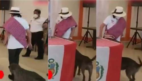 VIDEO: Así pateó la candidata Ana Huanca a un perro callejero