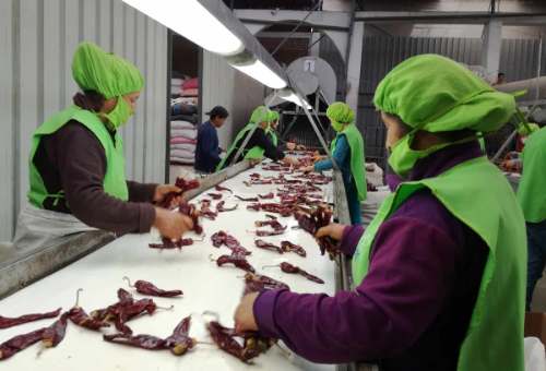 Perú inicia exportación de ajíes capsicum a Uruguay