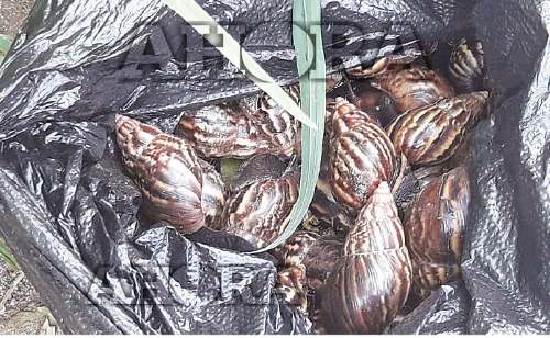 No se reporta afectación de salud por caracoles gigantes