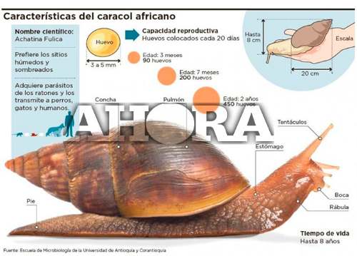 Incontrolable es la plaga de caracoles en Tingo María