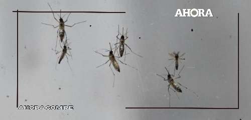 Huánuco enfrenta aumento alarmante de mosquitos y simúlidos