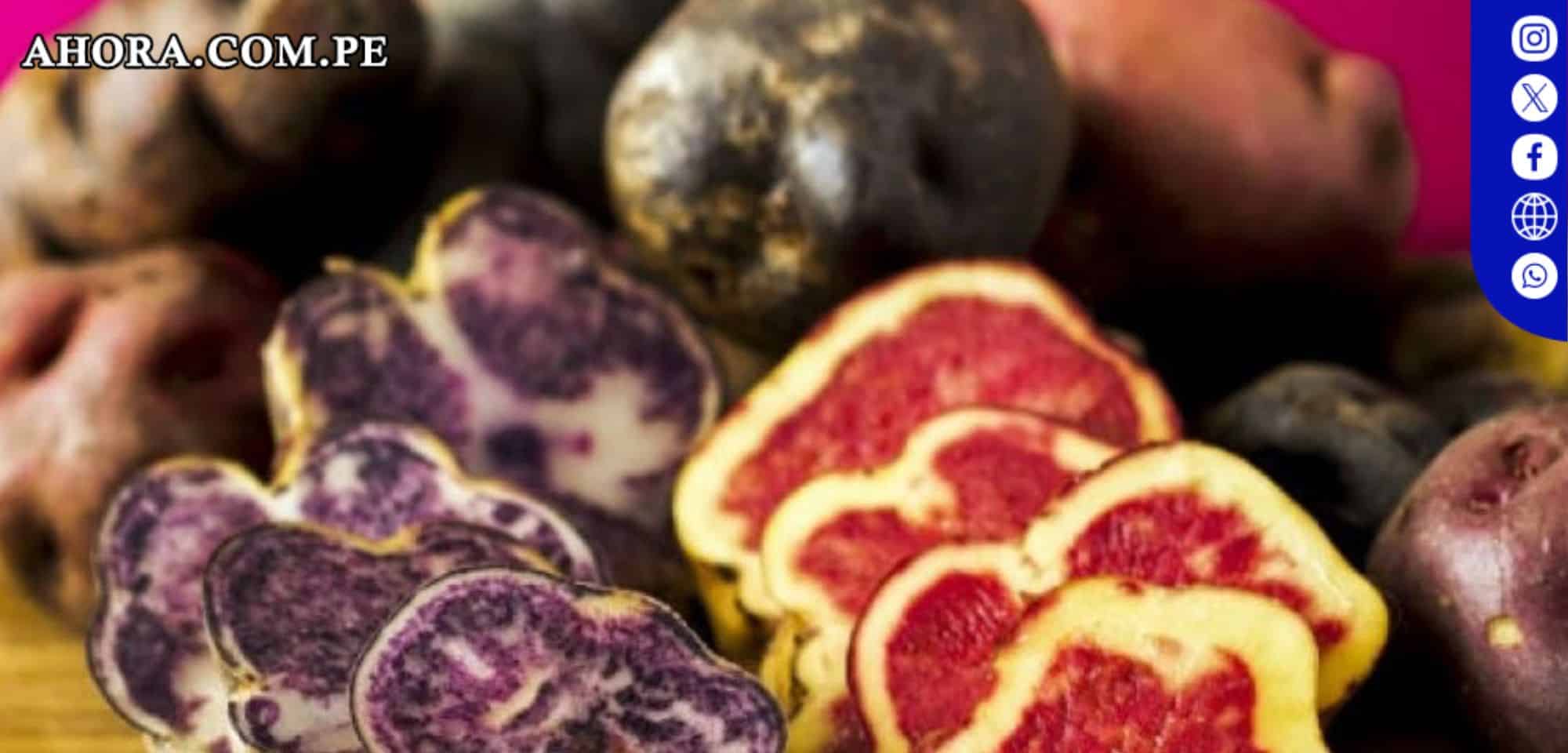 Pequeños productores de Huánuco venden 90 toneladas de papa nativa a empresa de snacks