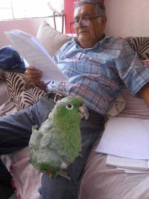 Loro Pancho fue incautado tras 20 años con una familia: Defensoría del Pueblo cuestiona intervención