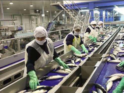Industria pesquera es la segunda más grande en el Perú