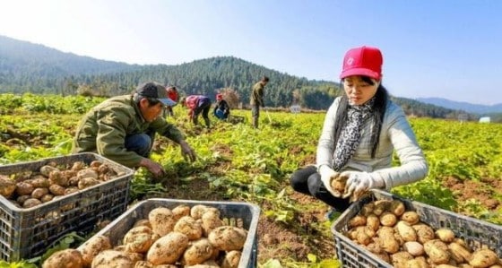 Urge mejorar la producción de papa: DRA y productores buscarán soluciones técnicas en Lauricocha, Yarowilca y Ambo