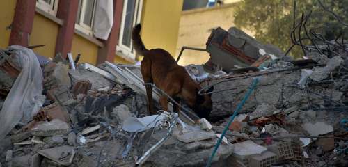 Turquía: Perro rescatista mexicano murió cumpliendo labores de búsqueda