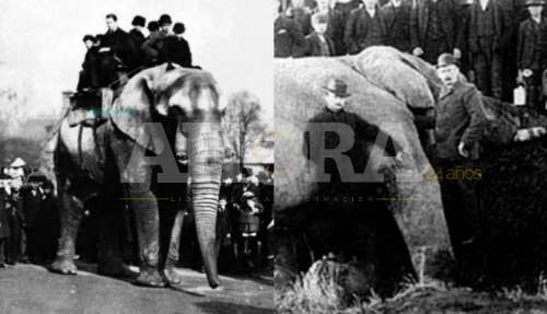 'Jumbo': El elefante africano que inspiró 'Dumbo' y que pasó toda su vida maltratado por los humanos