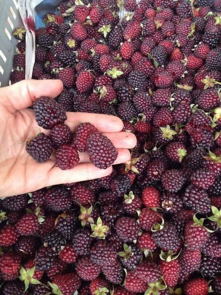 Shillanco, la mora silvestre de Pachitea que preserva la identidad y biodiversidad de Huánuco