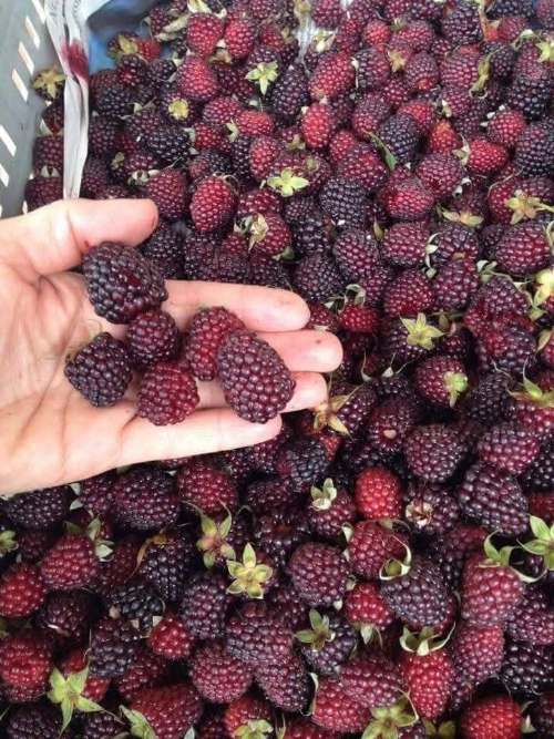 Shillanco, la mora silvestre de Pachitea que preserva la identidad y biodiversidad de Huánuco