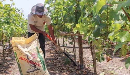 Productores de Huánuco reciben 30 toneladas de fertilizantes