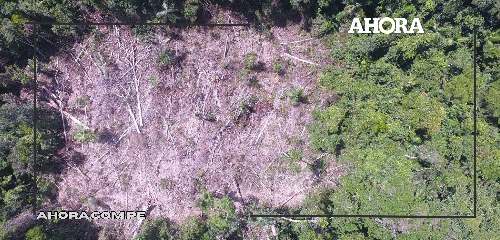 Histórico. Congreso prioriza protección del Bosque Macuya en Huánuco