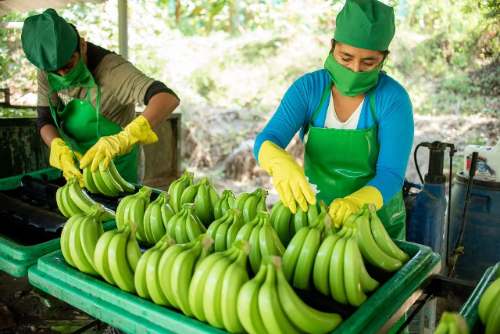 Procompite impulsa plan de negocio de poscosecha de plátano en Leoncio Prado