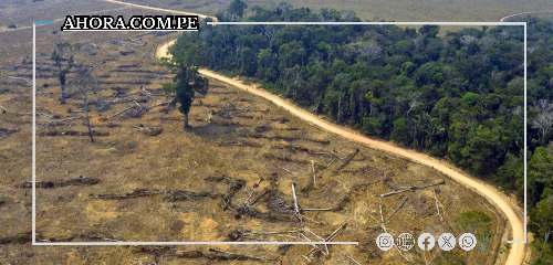 Especialistas denuncian: Nueva Ley Forestal amenaza la conservación de la Amazonía