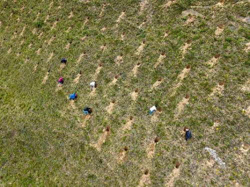Reforestan 80 hectáreas en Vicsacocha para recuperar ecosistemas altoandinos