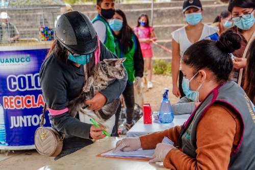 Anuncian campaña masiva de esterilización canina y felina en Huánuco