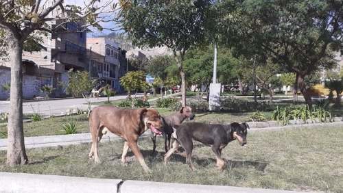 Solicitan a municipalidades implementar ordenanzas que regulen tenencia de canes