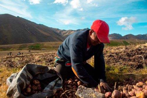 Agricultores de San Pablo de Pillao decepcionados con Pedro Castillo