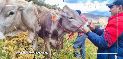 Procompite entrega 32 bovinos Brown Swiss para impulsar la agroindustria en Pomacocha, Ambo
