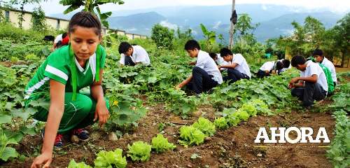 “Biohuertos Escolares” solventará la alimentación de alumnos en Leoncio Prado
