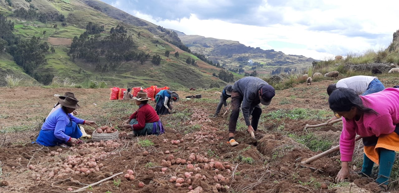 Huánuco en quinto lugar con más de 50 000 beneficiarios con el bono Rural
