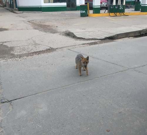 Zorro andino pasea por calles del distrito de La Unión, Dos de Mayo