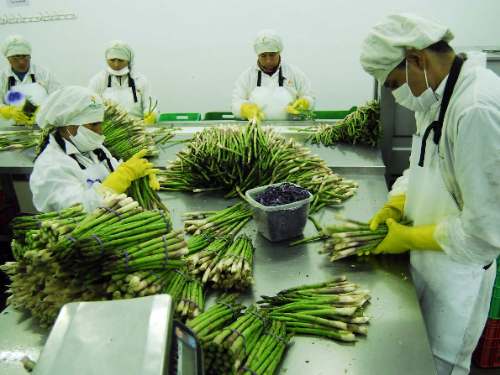 Venta de espárragos peruanos al mundo disminuye un 10%
