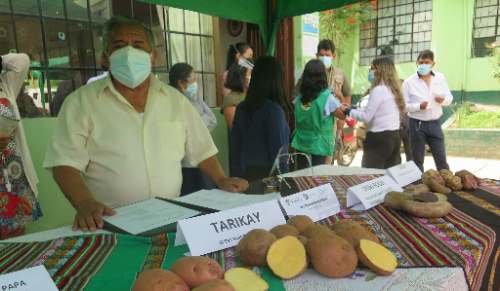 Plantean utilizar guano de isla en cultivos de papa tras crisis alimentaria