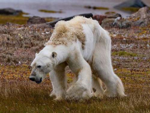 Alertan científicos llegada de la sexta extinción masiva terrestre
