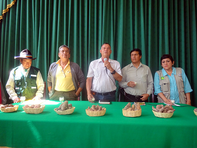 Huánuco produce 12 toneladas de papa nativa por hectárea