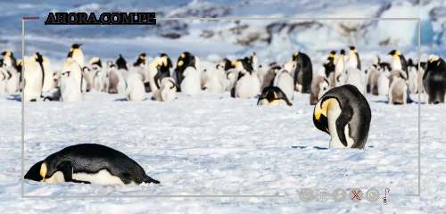 Gripe aviar alcanza la Antártida, poniendo en riesgo a pingüinos y fauna única