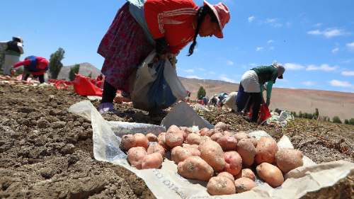Descartan desabastecimiento de papa y arroz por falta de fertilizantes