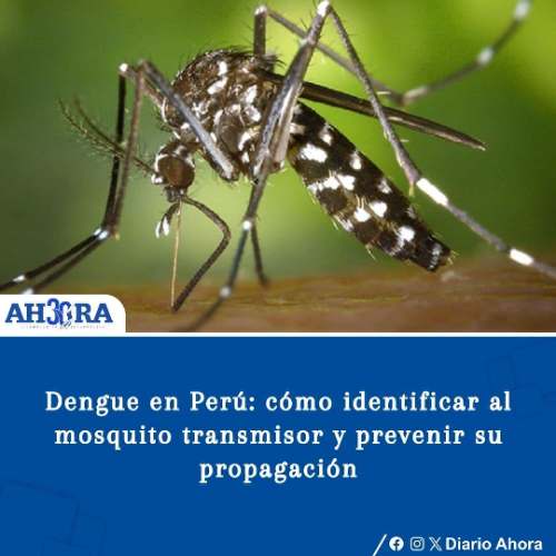Dengue en Perú: cómo identificar al mosquito transmisor y prevenir su propagación