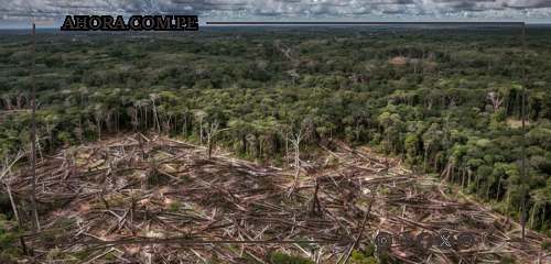 Ley Forestal: ¿Una puerta abierta a la deforestación descontrolada?
